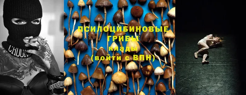 Псилоцибиновые грибы Psilocybine cubensis  мега зеркало  Всеволожск 